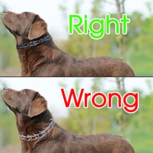 prong collar for dogs