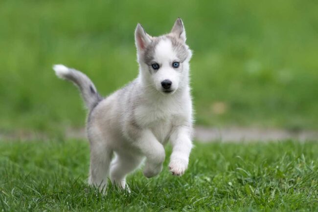 cute-little-husky-puppy-P4L2Y5H.jpg